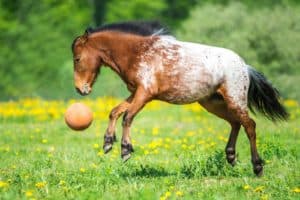 Poll Recap: Enriching Your Horse's Environment