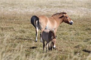 Tail Hairs Reveal Gobi Desert Equids' Dietary Choices