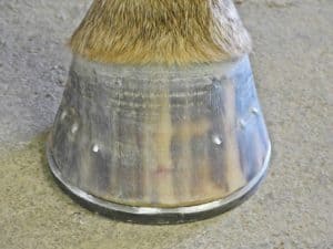 Hot Topics in Hoof Care