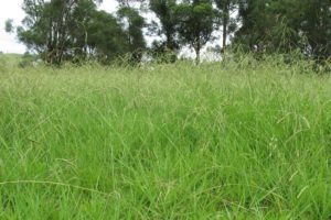 Dallisgrass Makes a Rare Impact on Kentucky Horse Operation