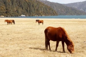Researchers Reveal Chinese Horses' Origins