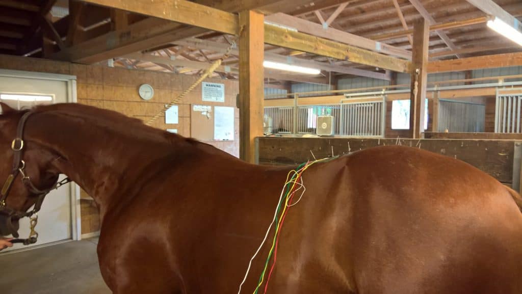 Equine Acupuncture on the Rise as Adjunct Therapy