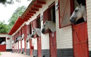 Study: Stable Studs Strategically for Better Sperm Quality