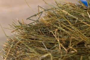 Six Signs of Good-Quality Horse Hay