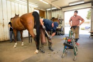 UC Davis Veterinary Hospital Welcomes New Farrier