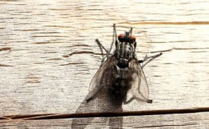 Study: Manage Manure to Reduce House Fly Populations