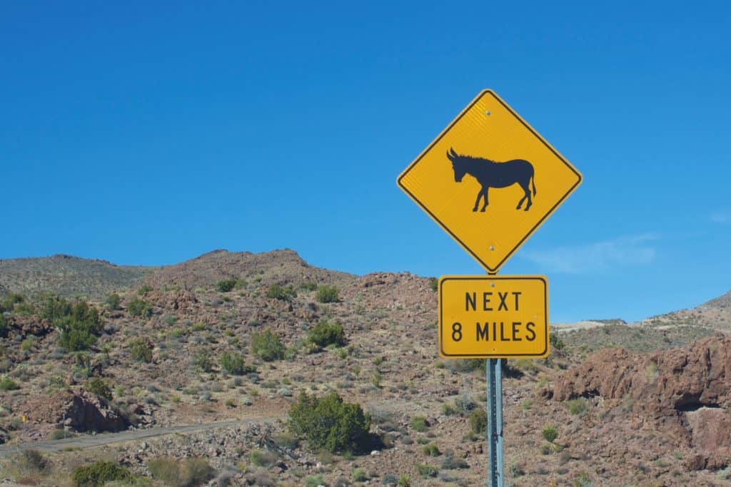 Drivers: Watch for Wild Horses