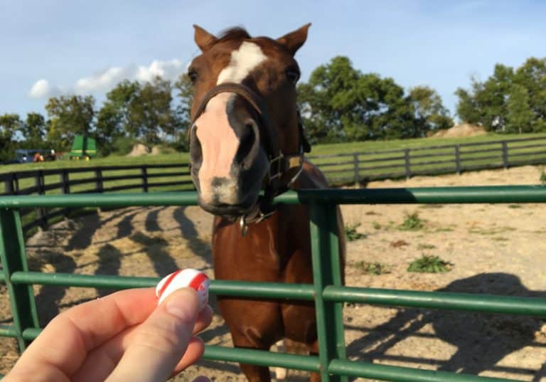 Are Peppermints Spoiling My Horse's Diet?