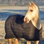 Horse Blanketing FAQs