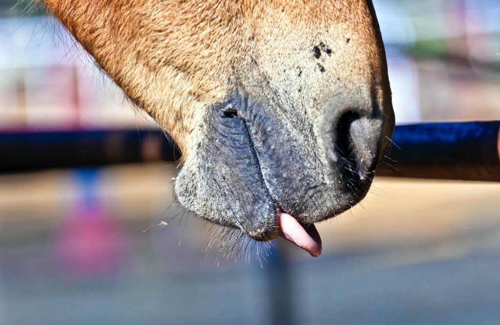 What Does Licking and Chewing in Horses Mean