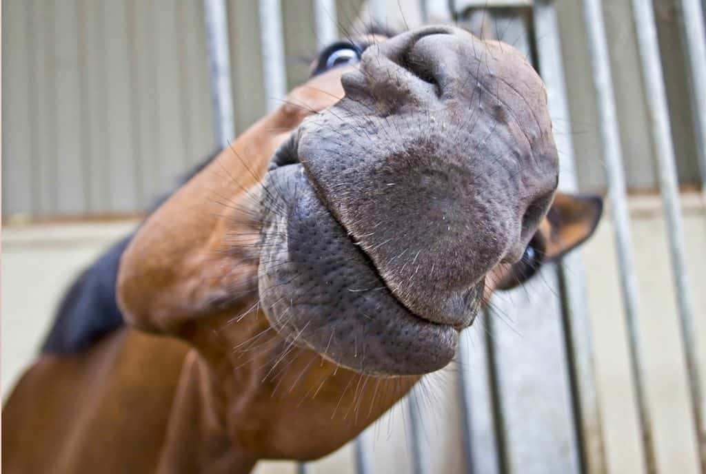 Enter TheHorse.com's "Why Does My Horse Do That?" Contest