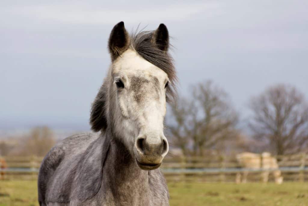 Can We Predict How Well a Horse Will Pay Attention?