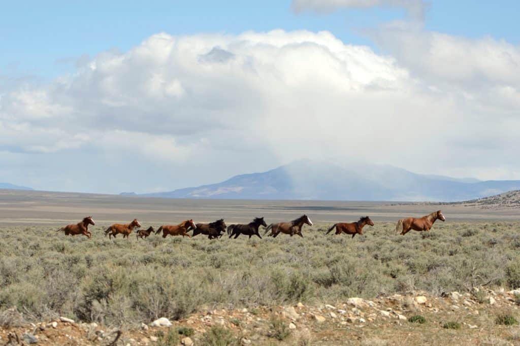 Emergency Owyhee Wild Horse Gather; Wild Horses in Nevada; emergency Eagle HMA wild horse gather