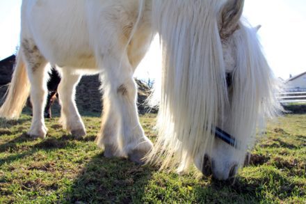 Feeding PPID Horses