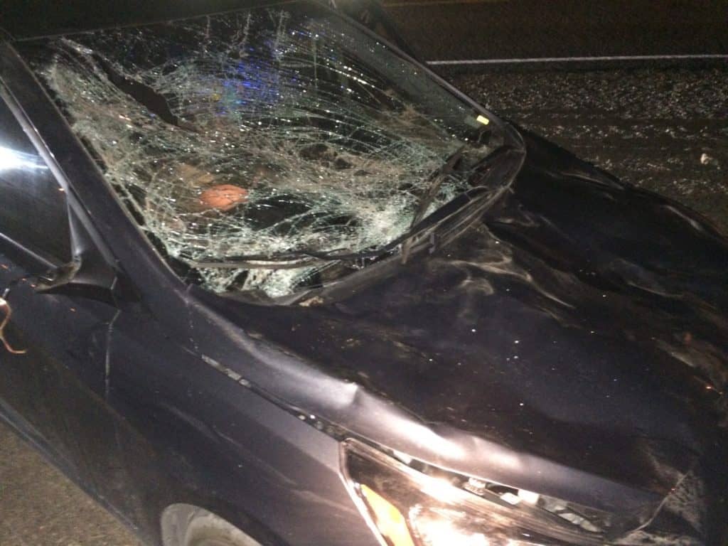 Feral Horses in Nevada Killed in Collision