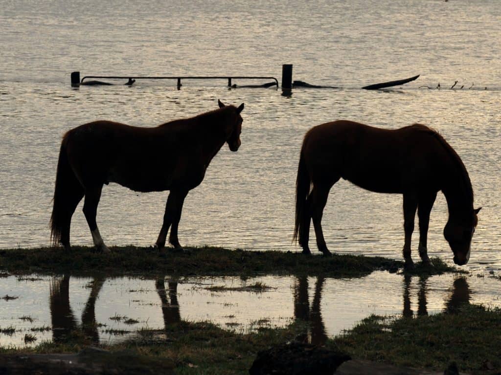 FEMA_-_34534_-_Horses_in_a_flooded_Missouri_pasture