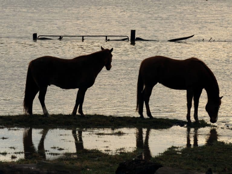 FEMA_-_34534_-_Horses_in_a_flooded_Missouri_pasture
