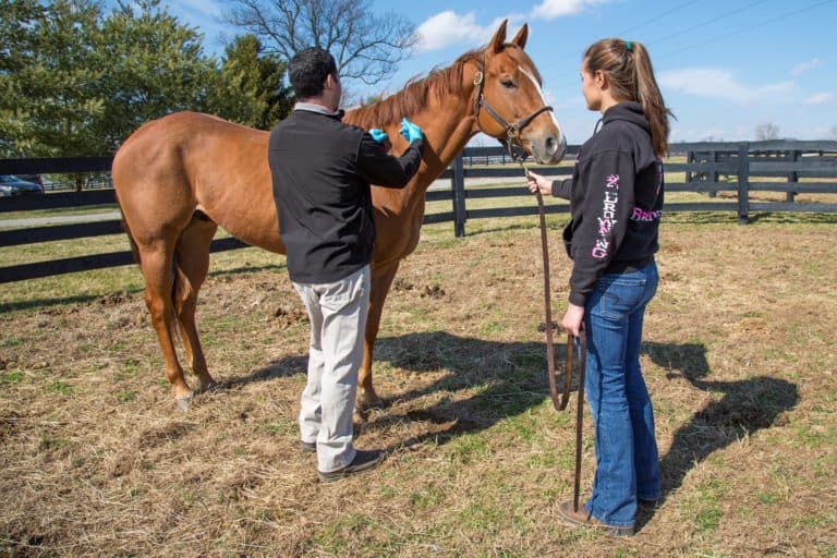 North Carolina Owners: Vaccinate Horses Against Rabies