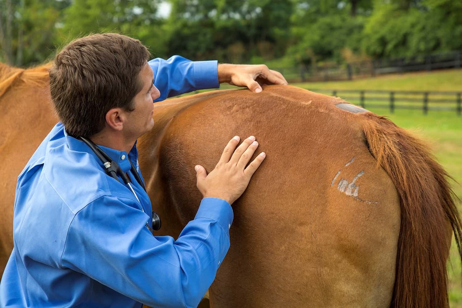 Horse pelvic injections