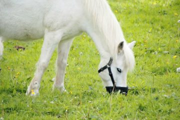 ess symposium; Spring Calories Count for Horses