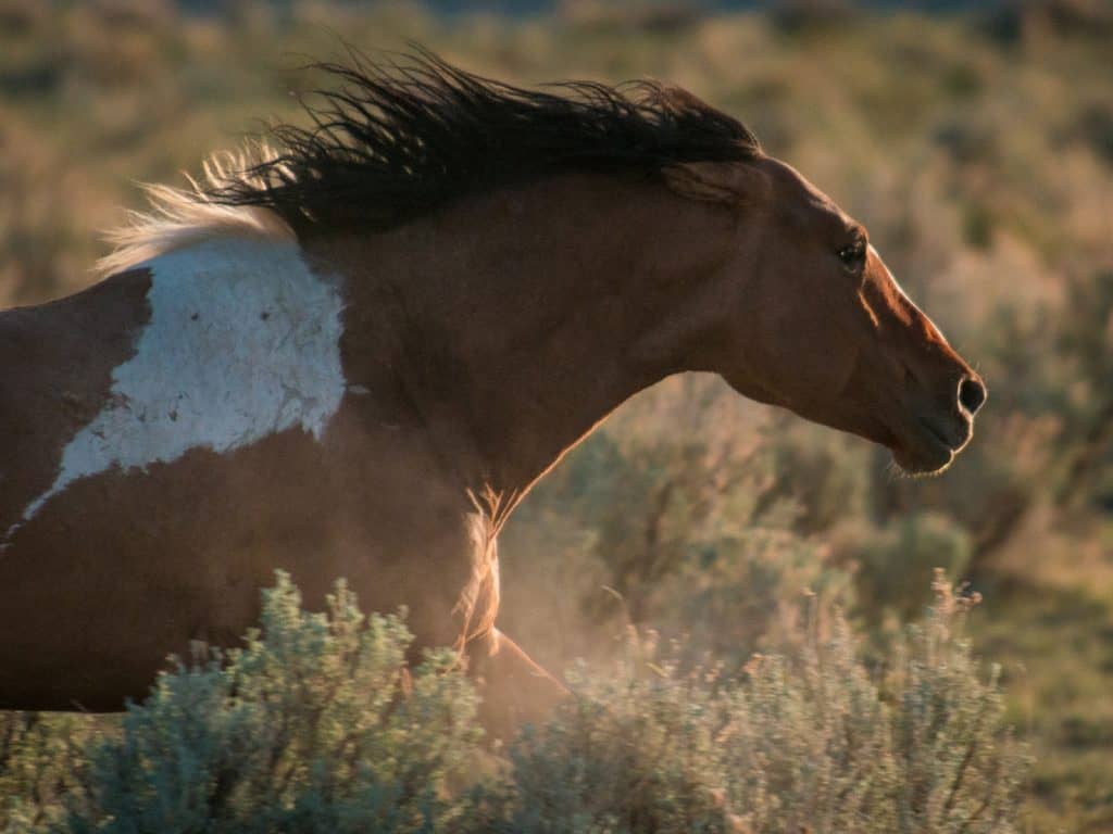Vale District BLM Postpones Wild Horse Gather