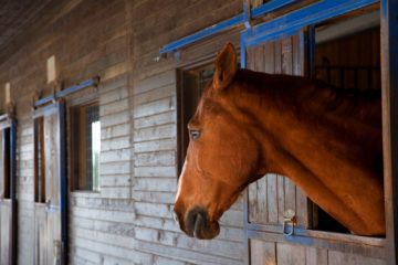 recognizing pain in stoic horses; Depressed/Sick Horse in Stall