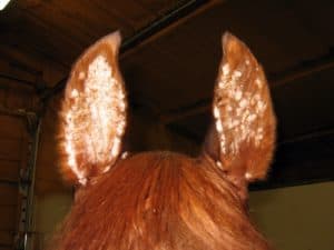 Could a Cream Eliminate Equine Aural Plaques?