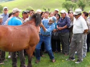Minnesota Veterinarian Brings Equine Science to Mongolia