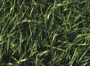 The Grass Guide: Tall Fescue