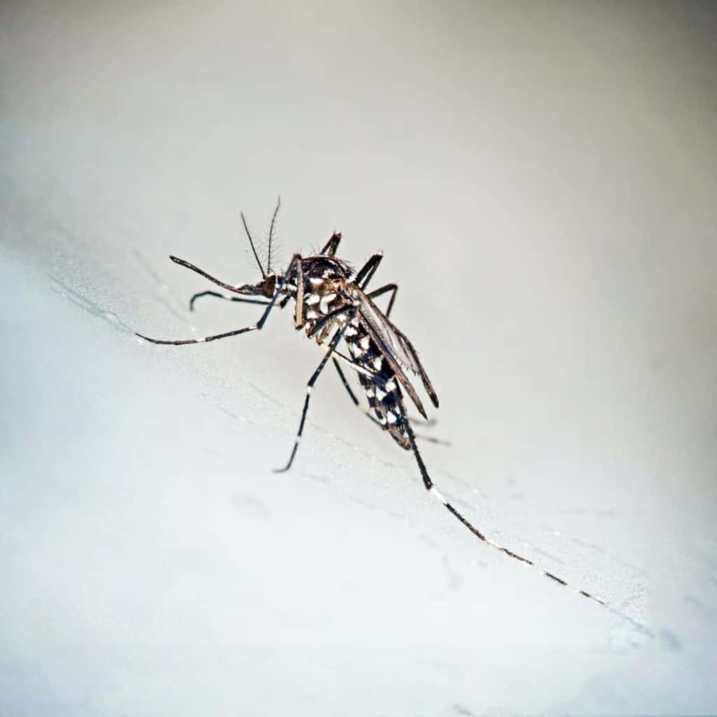 Time for Kentuckians to Take Mosquito Protection Measures