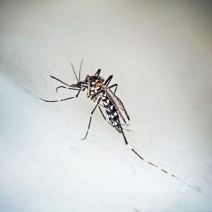 Time for Kentuckians to Take Mosquito Protection Measures
