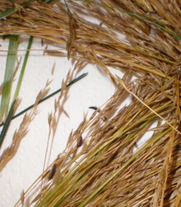 Use Caution When Bedding Horses on Rye Straw