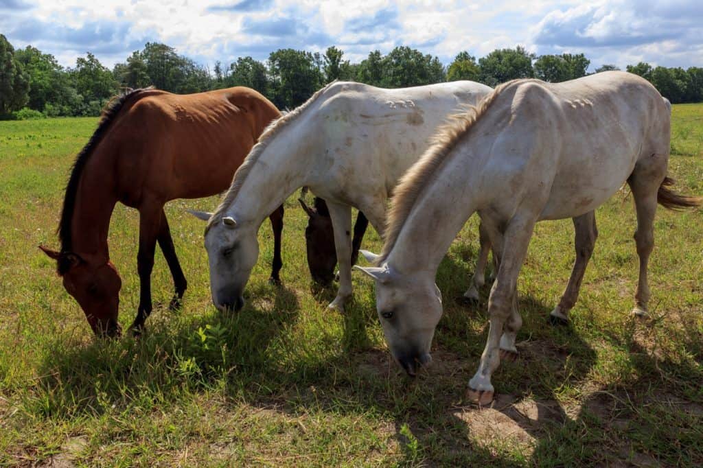 minimum care standards for horses; Researchers Look to the Numbers to Improve Equine Welfare