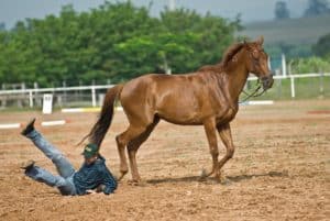 The Legalities of Equine Insurance Policies
