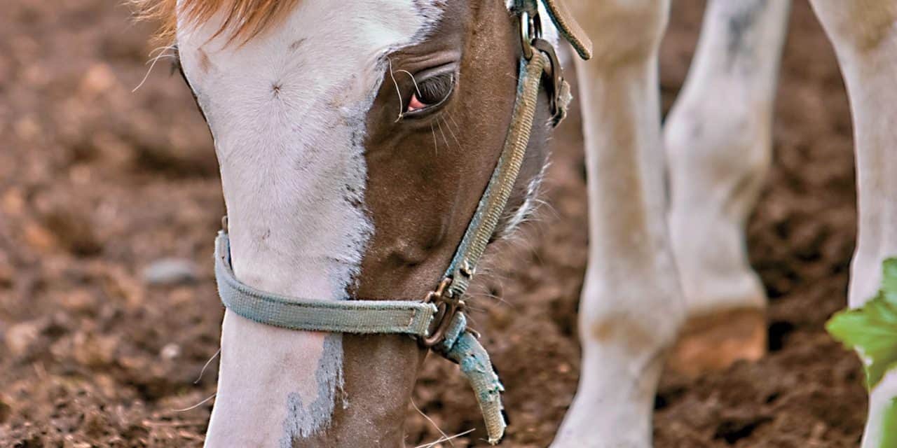 7 Equine Nutrition Myths Busted