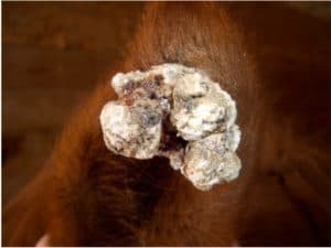 Cancer-Causing Virus Strikes Genetically Vulnerable Horses