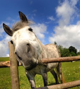 TheHorse.com's Top Articles of 2016