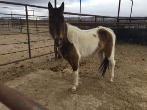 Woman Fined for Removing Free-Roaming Horse from BLM Land