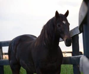 Stakes Winner Delay of Game Dead at 23