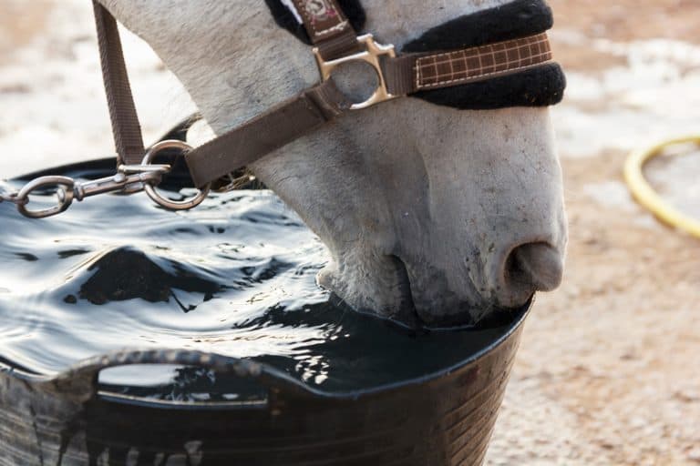 electrolytes for horses; Why Do Electrolytes Encourage Horses to Drink?