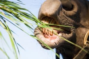 Does Energy Intake Influence Equine Forage Preference?