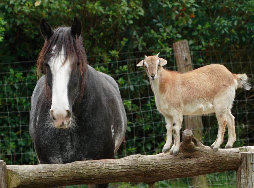 Poll Recap: Horses Living with Livestock