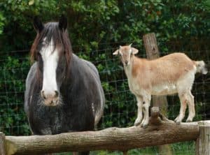 Poll Recap: Horses Living with Livestock