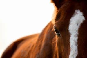 What Can a Horse's Facial Whorl Tell You?