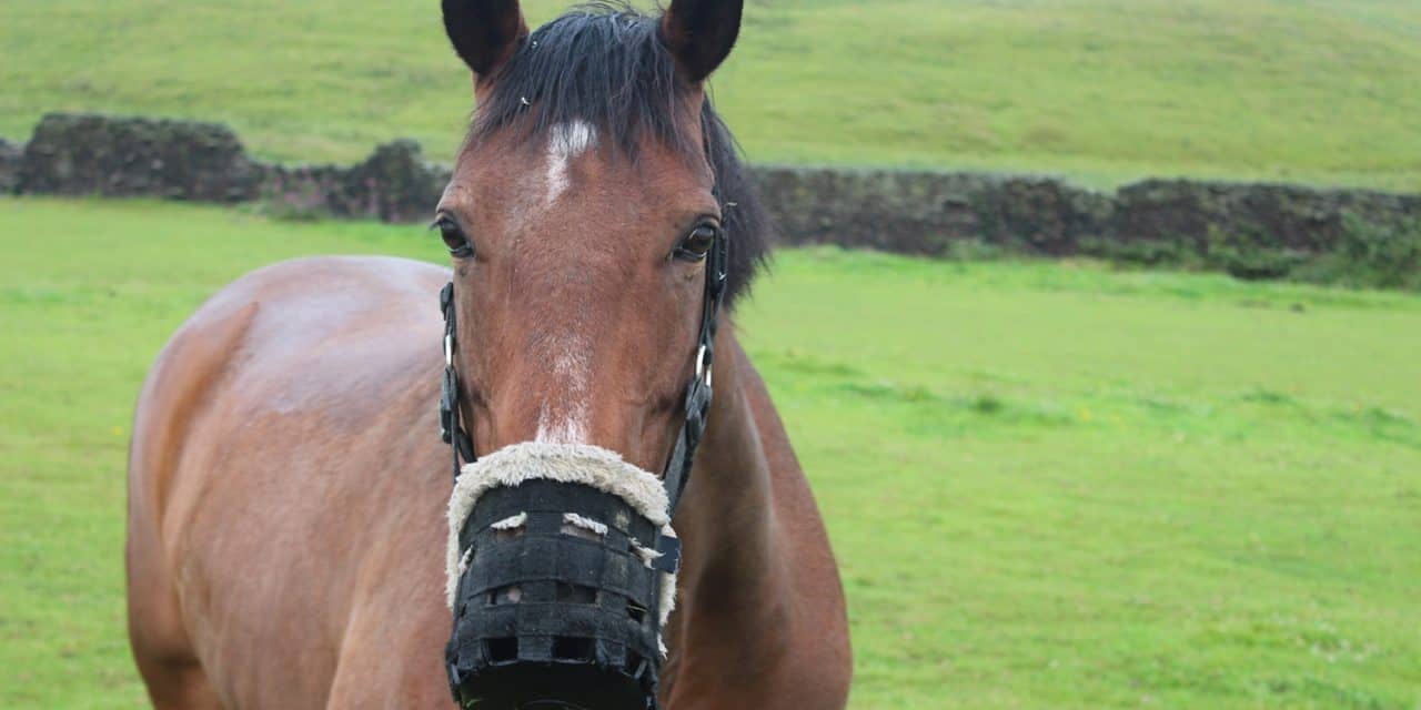 Does Owner Laminitis Knowledge Affects Horse Care Decisions?