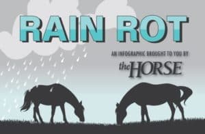 Rainrot Infographic Thumbnail