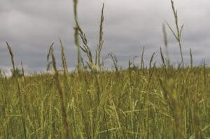 Research Prompts New Tall Fescue Sample Handling Procedures