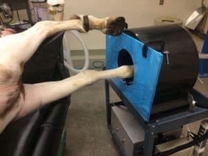 UC Davis Acquires First Equine PET Scanner