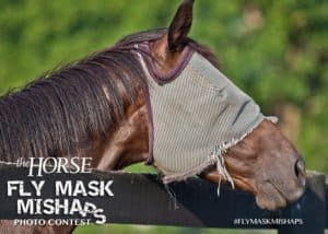 Fly Mask Mishaps Contest Promo1