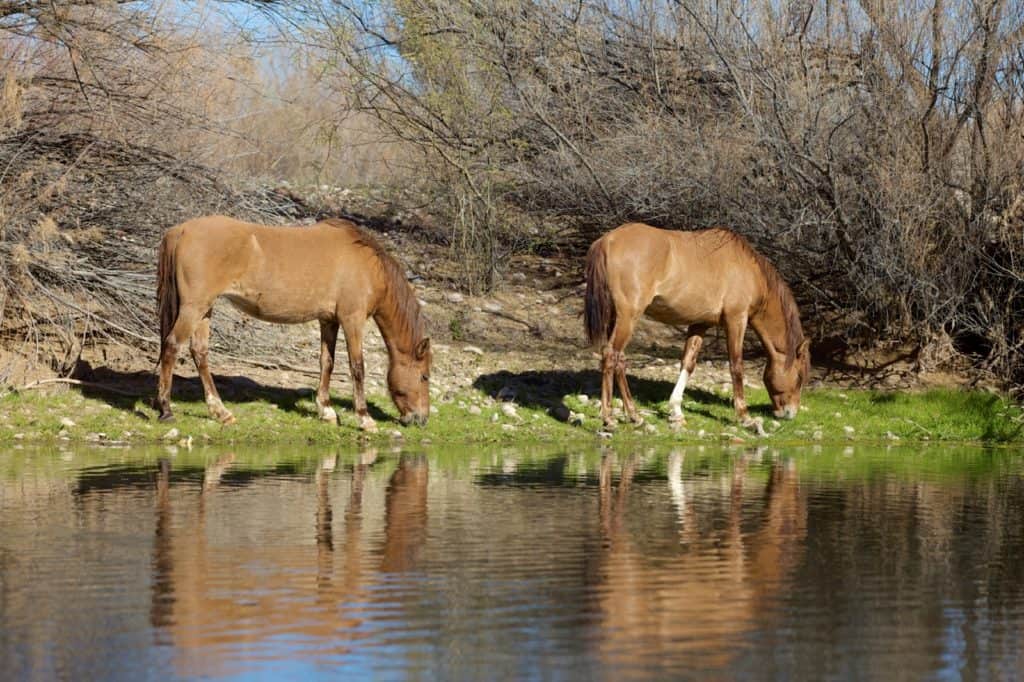 salt river horses